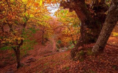 El Bosque de Cobre, Ronda. Málaga