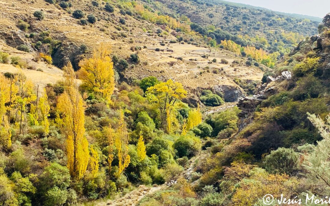 Colores de otoño en Paterna del Río  
  Jesús Morillas Batlles
 #otoño #paterna