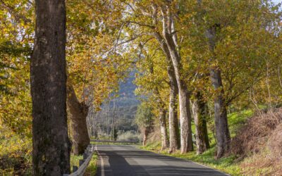 Hoy he hecho estas fotos camino de Alájar, un día con una bonita luz de otoño.