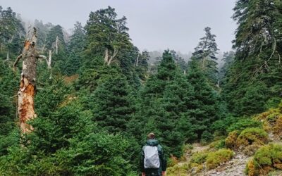 Las cañadas de las sierras de las nieves dan cobijo a la más extensa masa forest