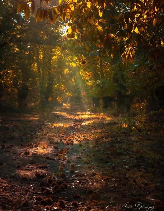 Pinceladas de Otoño  F U E N T H E R I D O S 
Pinceladas de Otoño  F U E N T E H