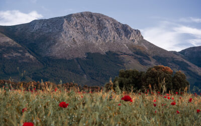 The red of the last poppies. Sierra Arana, Granada