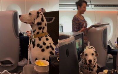 Jetting off to Japan: Dalmatian flies business class on Singapore Airlines