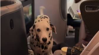 Viral Video: Dog Travels in Style on Singapore Airlines Business Class