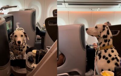 Watch: Dalmatian Enjoys Business-Class Flight From Singapore To Tokyo, Internet Reacts